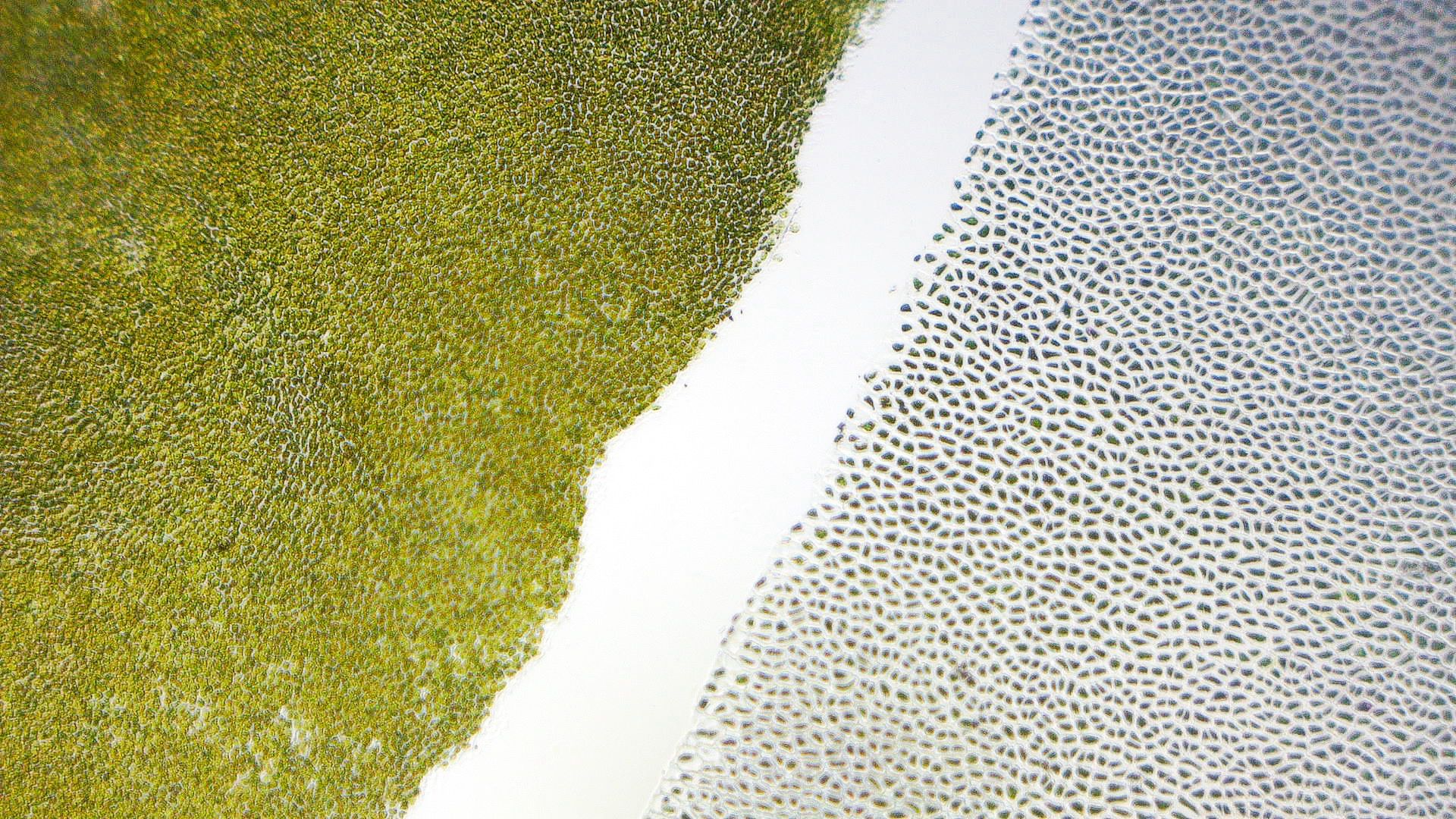 Tangalicious - Tang Diet Dual Blended Nori